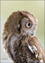 Florida;Southeast-USA;Eastern-Screech-Owl;Owl;Otus-asio;one-animal;close-up;colo